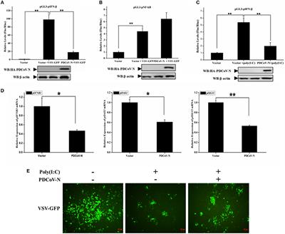 Porcine Deltacoronavirus Nucleocapsid Protein Suppressed IFN-β Production by Interfering Porcine RIG-I dsRNA-Binding and K63-Linked Polyubiquitination